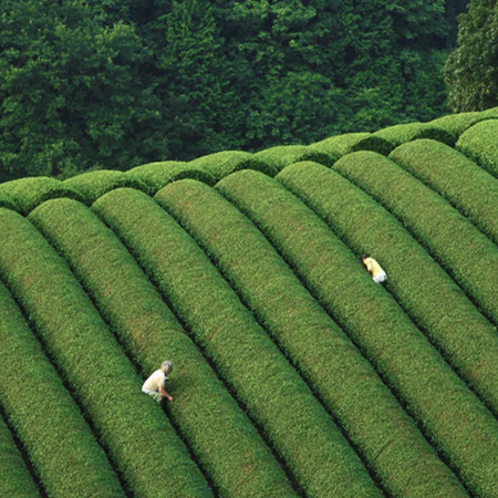 Discover the Magic of Matcha: From Uji, Japan to Your Cup